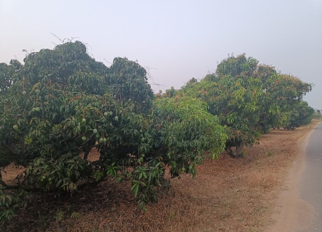 Mango trees 50 km away from Bangalore